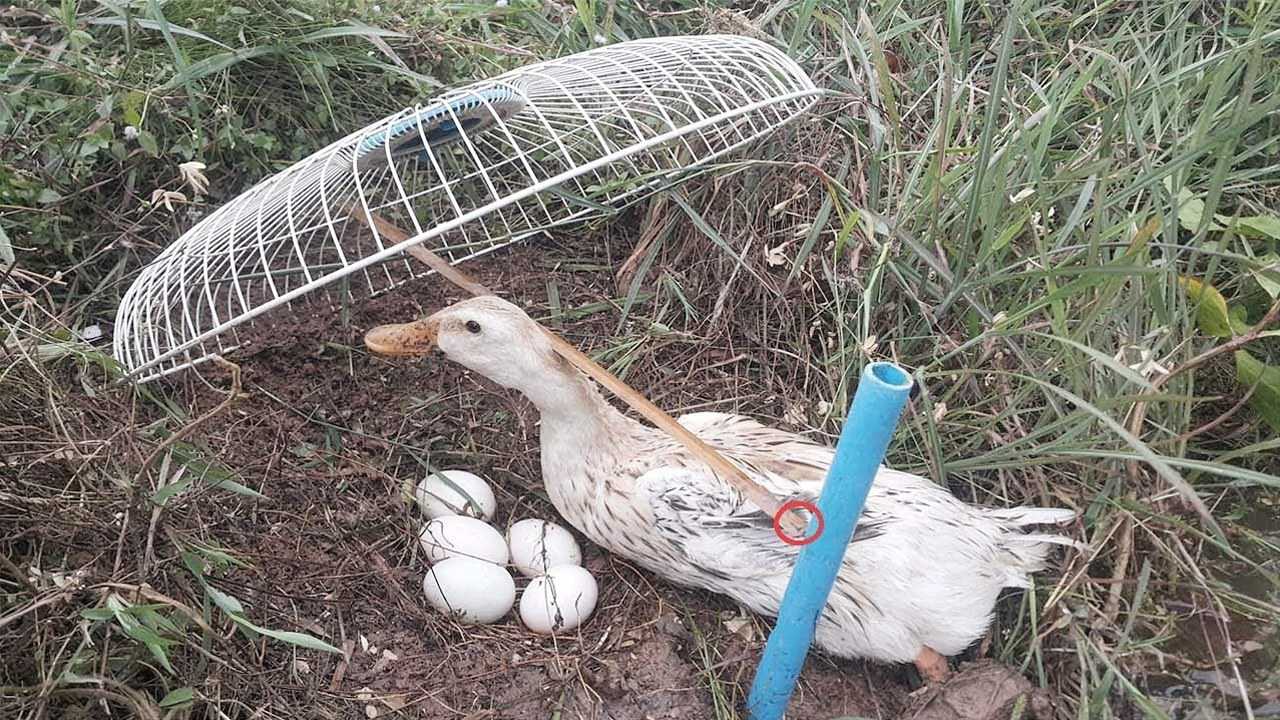 下載老鴨窩，影視資源寶藏探索之旅