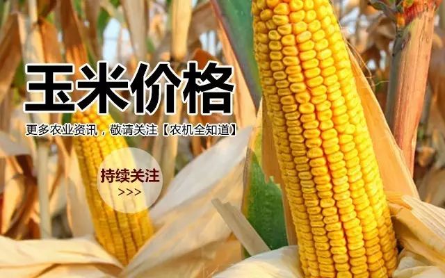 全國玉米最新價格行情解析