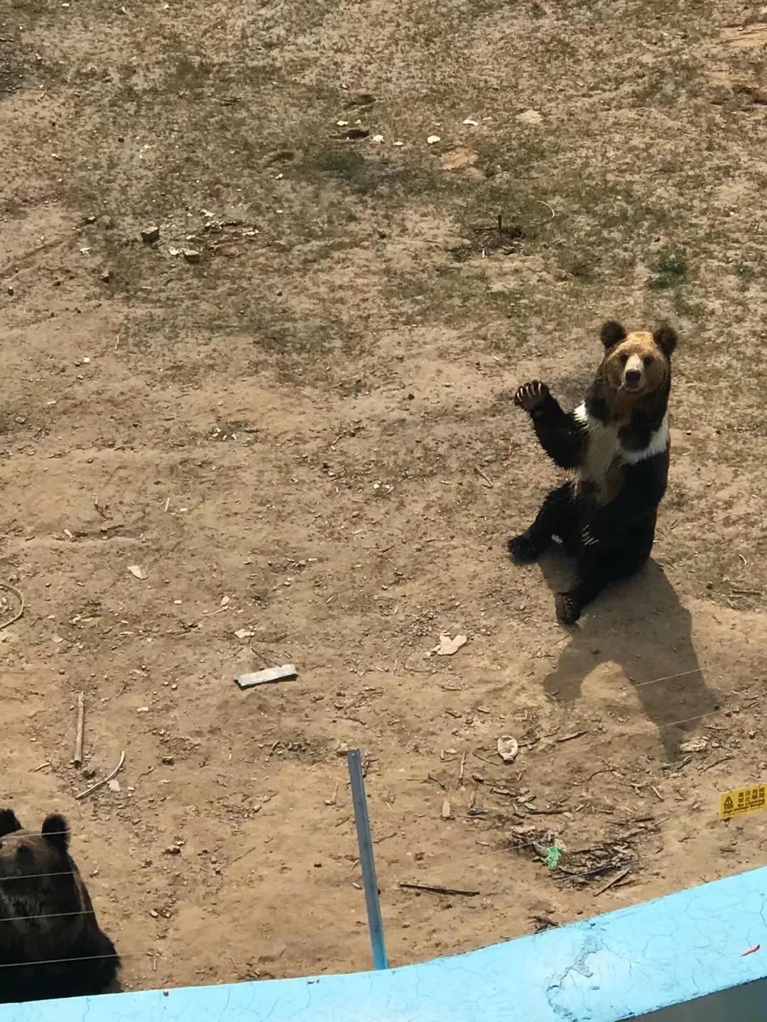 蘭州動(dòng)物園最新消息