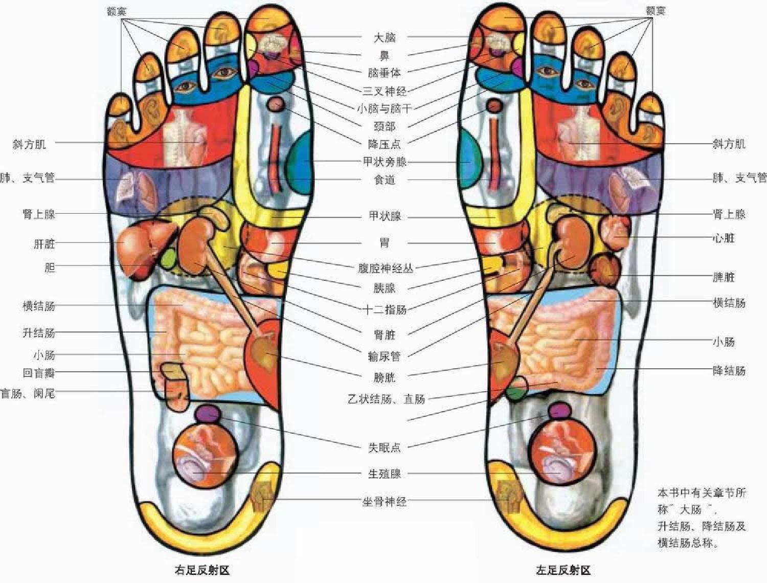 最新足部反射區(qū)示意圖