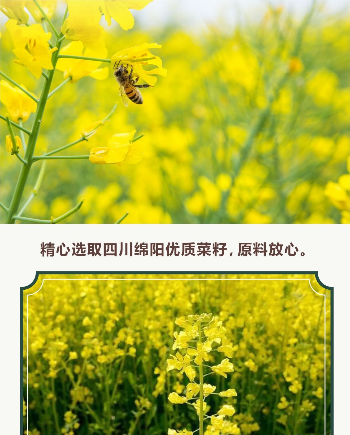 四川油菜籽最新價格動態(tài)解析